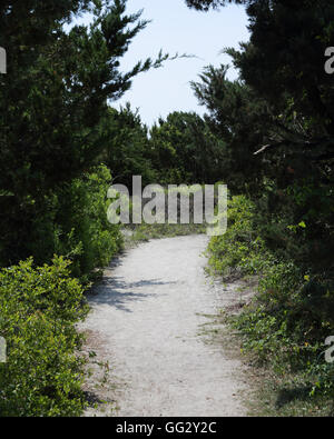 Sandy Weg Trog Dünen, Bäume und vegetation Stockfoto