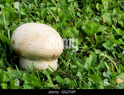 Puffball Pilzzucht auf einer grünen Wiese in der freien Wildbahn Stockfoto