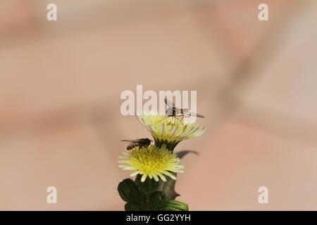 Zwei Schwebfliegen oder schweben fliegt Episyrphus Balteatus auf eine gelbe Blume oder Weed durch Ruth Schwan Stockfoto