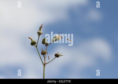 Zwei Schwebfliegen schweben fliegt Episyrphus Balteatus man in Mitte Flug-Landung auf einer Blume oder Unkraut von Ruth Schwan Stockfoto