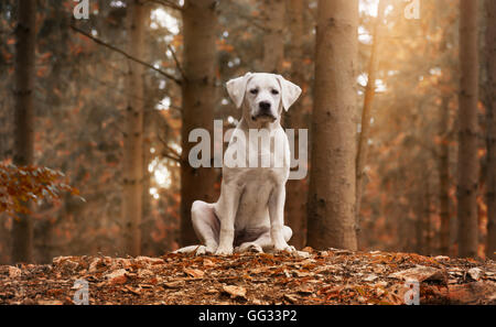 Weißen Labrador Hund sitzt im Wald auf einen herbstlichen Spaziergang - Jugendliebe Stockfoto