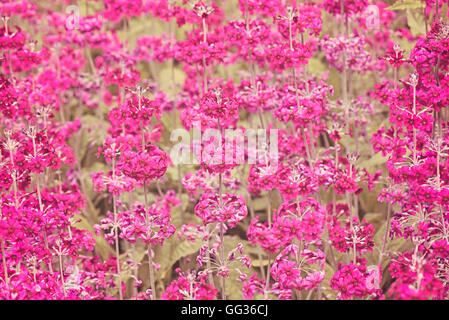 Primula Pulverulenta - Kandelaber Primula, Primula Japonica rosa Blüte Blumen in Kew botanischen Gärten in London Stockfoto