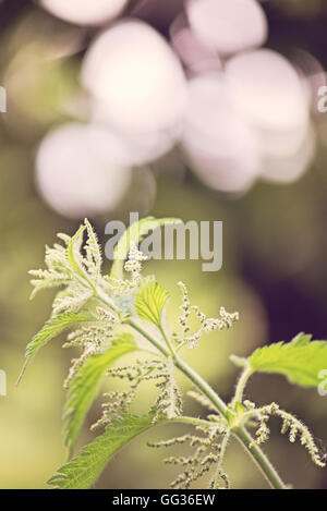 Brennessel Urtica Dioica mit Blumen Blüte in Kew botanischen Gärten in London Stockfoto