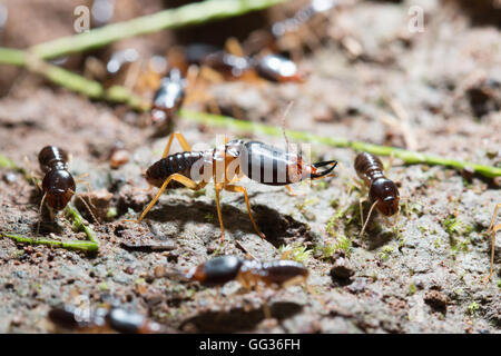 Sicherheit Soldat Termiten mit Arbeiter Termiten auf dem Waldboden in Saraburi, Thailand. Flachen DOF Stockfoto