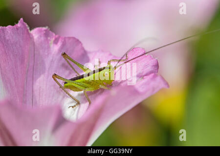 Lange-winged Conehead Bush-Cricket Nymphe auf Feld Ackerwinde Stockfoto