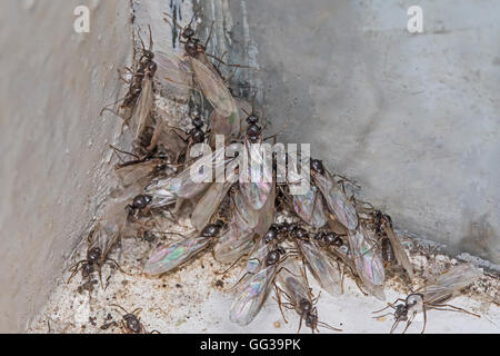 Fliegende Ameisen in einem Gartenhaus massing Stockfoto