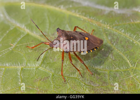 Rotbeinige Shieldbug (Pentatoma Art) Stockfoto