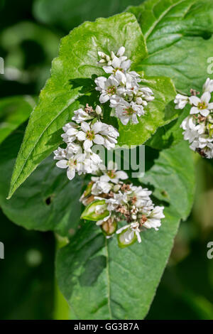 Buchweizen (Fagopyrum Esculentum) in Blüte im Sommer Stockfoto