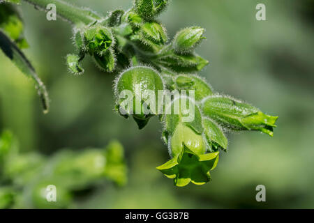 Nahaufnahme eines kultivierten Tabakpflanze (Nicotiana Tabacum) im Sommer Stockfoto