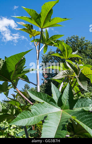 Castorbean / Fußrolle-Öl-Betrieb (Ricinus Communis) heimisch in den südöstlichen Mittelmeerraum, Ostafrika und Indien Stockfoto