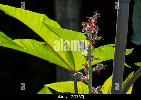 Weibliche Blüten von Castorbean / Fußrolle-Öl-Betrieb (Ricinus Communis) bis zum Mittelmeer, Ostafrika und Indien indigenen Stockfoto