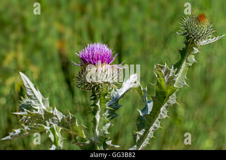 Baumwoll-Distel / Scotch Distel (Onopordum Acanthium) in Blüte Stockfoto