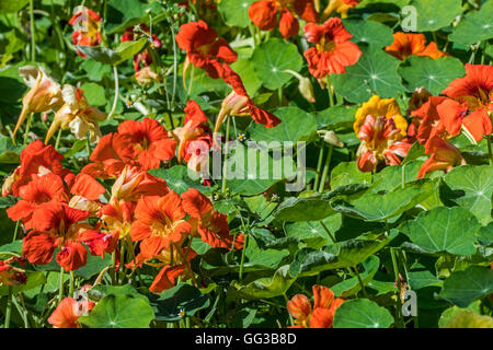 Garten Kapuzinerkresse / indische Kresse / Mönche Kresse (Tropaeolum Majus) in Blüte, ursprünglich aus den Anden aus Bolivien Norden nach Kolumbien Stockfoto