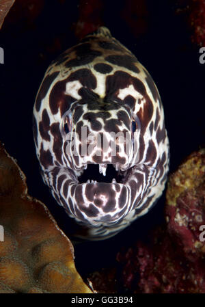 Tödliche Lächeln - geschnürte Muräne (Gymnothorax Favagineus) auch bekannt als Leopard Muräne. Bidong Insel, Terengganu, Malaysia Stockfoto