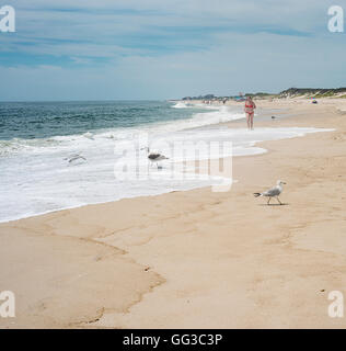 Möwen am Strand auf Fire Island stehen. Stockfoto