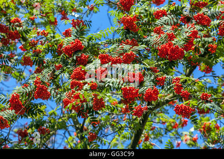 Vogelbaum Sorbus aucuparia, Eberesche Beeren Sorbus aucuparia Beeren Stockfoto