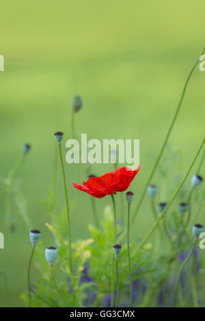 Einzelne rote Mohnblume. Stockfoto