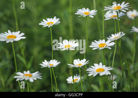 Shasta Daisy Blumen Leucanthemum Superbum weiß Stockfoto