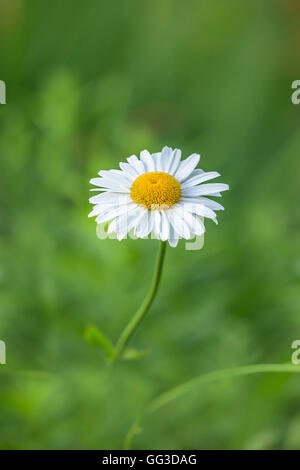 Weiße Shasta Daisy Blume Leucanthemum superbum Stockfoto