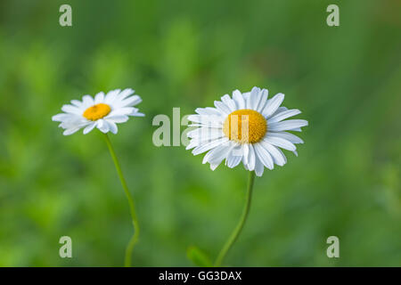 Zwei weiße Shasta Daisy Blumen Leucanthemum superbum Stockfoto