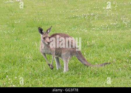 Östliche graue Känguru, Macropus Giganteus, fotografiert in einer städtischen Umgebung, Queensland, Südaustralien. Stockfoto