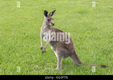 Östliche graue Känguru, Macropus Giganteus, fotografiert in einer städtischen Umgebung, Queensland, Südaustralien. Stockfoto
