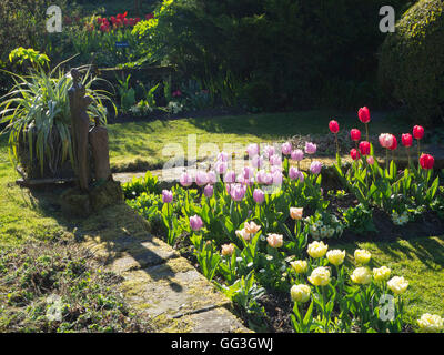 Sunny Corner im Chenies Manor versunkene Garten im Frühjahr; Statue, hinterleuchtete rosa, lila, gelbe Tulpen, Schatten auf Weg und Rasen, Tulpen und Cordyline. Stockfoto