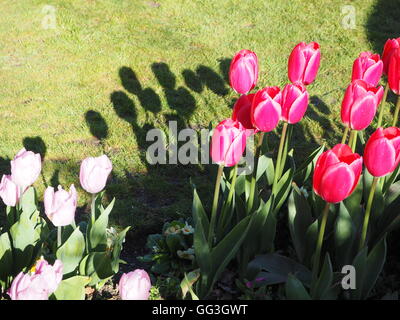 Dunkel und blass rosa Tulpen im Sonnenschein mit langen Schatten auf dem Rasen. April Blumen am Chenies. Stockfoto