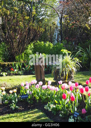 Sunny Corner im Chenies Manor versunkene Garten im Mai; Statue und Hintergrundbeleuchtung rosa Tulpe Blütenblätter, lange Schatten auf Weg und Rasen. Stockfoto