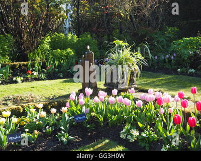 Ecke der grasbewachsenen Weg durch hell lichtdurchfluteten Tulpen im Chenies Manor Sunken Garden. Kleine Statue durch eine Cordyline mit Blick auf die sonnigen Blüten. Stockfoto