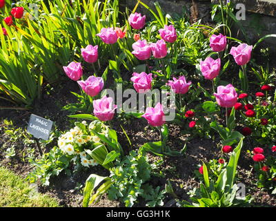 Chenies Manor Garten Tulpensorten bei strahlendem Sonnenschein von Mai. Hinterleuchtete lila Blütenblätter entlang einer Gartenmauer; Bellis rot und gelb Primulae. Stockfoto