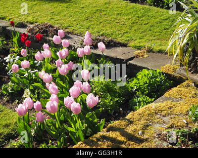 Sonnige Chenies Manor versunkene Garten Ecke Tulpe Zeitpunkt; Rosa, lila, orange, rote Tulpen mit einer Cordyline und moosigen Pflaster. Stockfoto