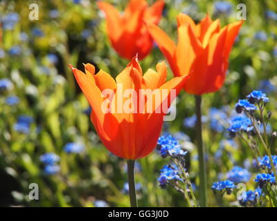 Schöne, beleuchtete "Ballerina" Tulpen im Chenies Manor im April Sonnenschein. Lebendige orange Tulpen und blauen Myosotis, Vergissmeinnicht Stockfoto