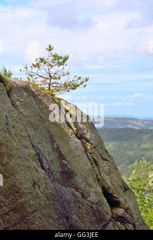 Kleine einsame Kiefer auf einer felsigen Klippe in Norwegen. Stockfoto