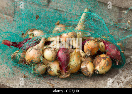 Eine Mischung aus roten und weißen Zwiebeln in einem grünen Netz. Diese waren alle organisch homegrown auf unserer Zuteilung. Stockfoto