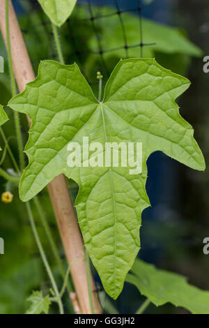 Ein Cucamelon-Blatt. Die Pflanze ist eine hybride Kreuzung zwischen einer Gurke und einer Melone, daher der Name. Der taxonomische Name ist Melathria scabra. Stockfoto