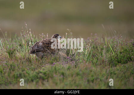 Moorschneehühner Chick - Lagopus Lagopus Scotica. Stockfoto