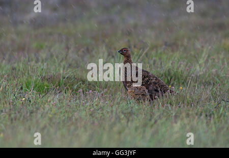 Männliche Moorschneehühner - Lagopus Lagopus Scotica mit Küken. UK Stockfoto