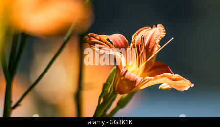 Tiger-Lilie Blume in voller feurig orange Blüte mit Staubfäden an einem späten Sommer morgen. Stockfoto