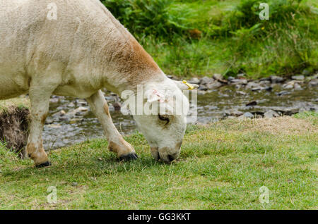 Ein Schaf weidet auf Rasen am Bachrand. Stockfoto