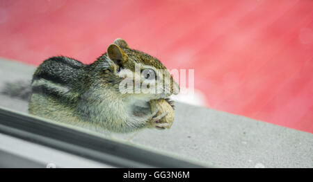 Ein niedlich und liebenswert östlichen Eichhörnchen frisst Erdnüsse beim spähte durch die Fenster von außen. Stockfoto