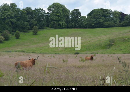 Hochlandrinder Weiden in einem Feld in der Nähe von Richmond, North Yorkshire, UK Stockfoto