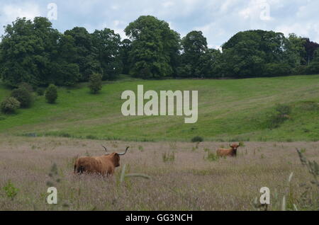 Hochlandrinder Weiden in einem Feld in der Nähe von Richmond, North Yorkshire, UK Stockfoto