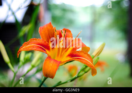 Tiger-Lilie Blume in voller feurig orange Blüte mit Staubfäden an einem späten Sommer morgen. Stockfoto