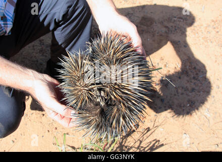 eine Person hält und echidna Stockfoto