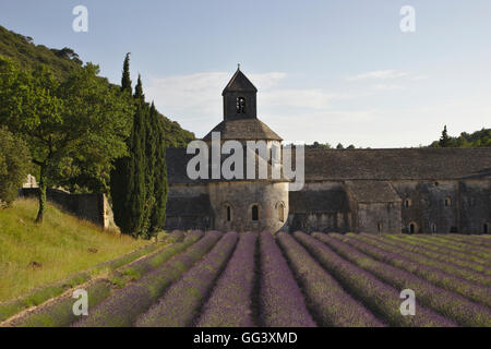 Lavendelfeld, Provence und das Kloster Abbaye de Senanque, Frankreich Stockfoto