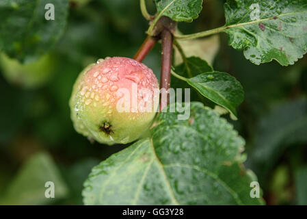 Grüner Apfel auf Ast mit Wassertropfen nach Regen Stockfoto