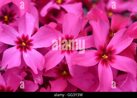 Closeup rosa Blume Phlox subulata Stockfoto