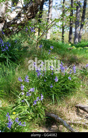 Glockenblumen (Endymion nicht-Scriptus) wächst im Wald Stockfoto