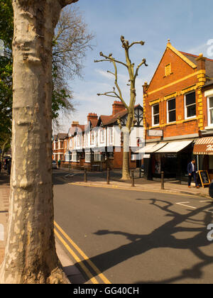 Ahornblättrige Platane Baum beschnitten in Loughborough street Stockfoto